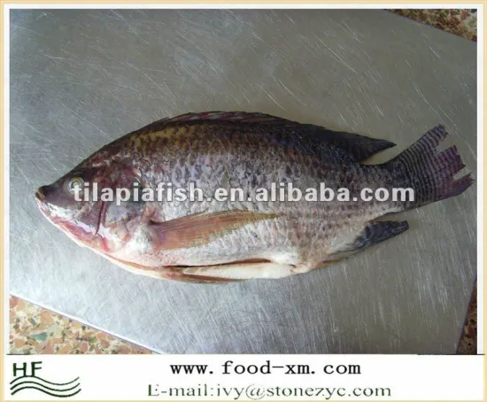 Gutted & Scalled black Frozen Fresh Black frozen Tilapia Fish