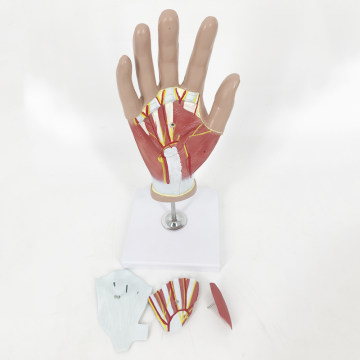 Life Size Human Anatomy Hand Model with Muscles, Tendons, Vessels, and Nerves - 4 Parts
