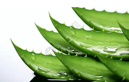 Aloe Vera Extract Powder 20%