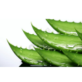 Aloe Vera Extract Powder 20%