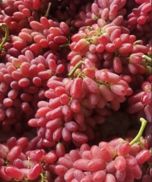 Minghong Hongxia Feizi Grape
