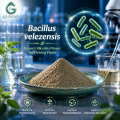 Ingrediente probiótico en polvo de Bacillus Velezensis de alta pureza