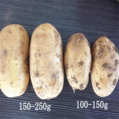 Jining greenfarm fresh potato