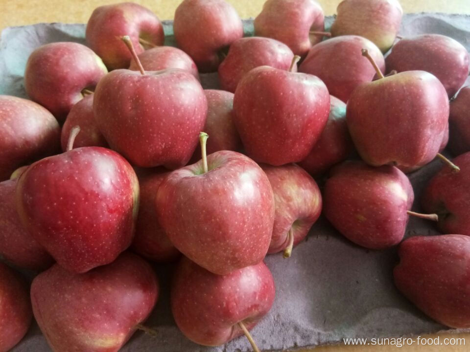 Organic Sweet Juicy Fresh Red Apples For Export