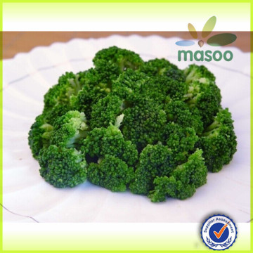 export clean bulk fresh broccoli sprouts price