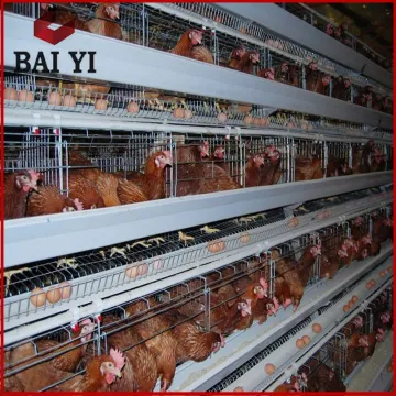 Best sale chicken egg layer cages in south Africa