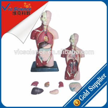 Mini human dual sex torso model