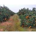 Fábrica de polvo de naranja al por mayor