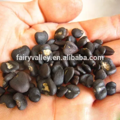 High Quality Purple Magnolia Seeds Mulan Tree Seeds For Sowing