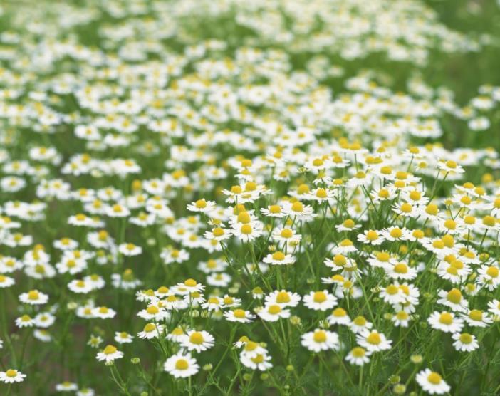 Undiluted Chamomile Hydrosol OEM Wholesale Bulk