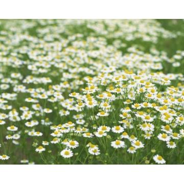 Chamomile Hydrosol OEM yang tidak dililit curah