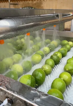 Fruit Washing Equipment Fruit Cleaner Machine