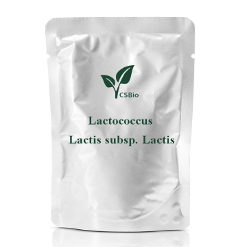 lactococcus lactis subspのプロバイオティクス粉末。 lactis