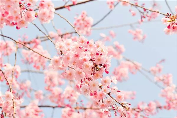 Peach Blossom-2