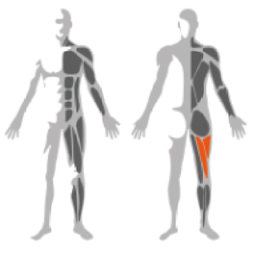 Prone leg curl fitness strength training pin load