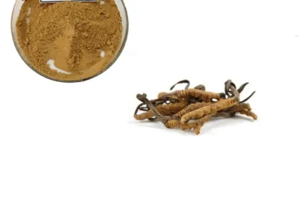 Cordycepin Cordyceps Sinensis Extract Powder