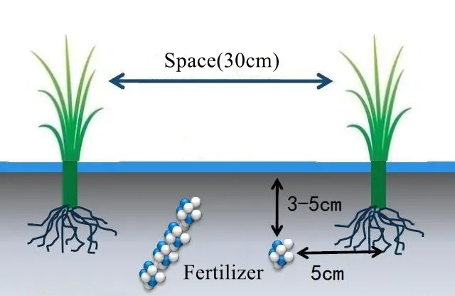 การปฏิสนธิด้านข้าง deep-side fertilization