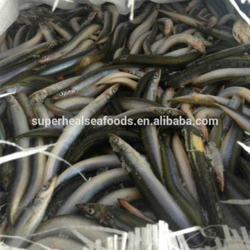 Frozen sand lance