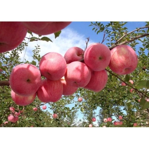 Red Fuji Apple