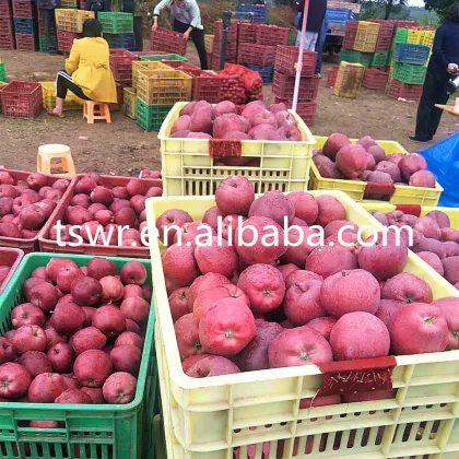 high quality sweet fruit red fuji apple