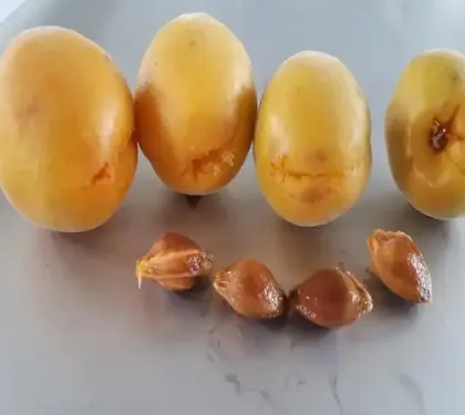 Commercial Cherry Pit Remove Machine: Plum Seed Separator Machine - Price