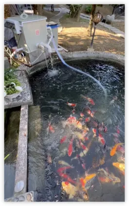 Koi Pond Drum Filter System for Fish Farming