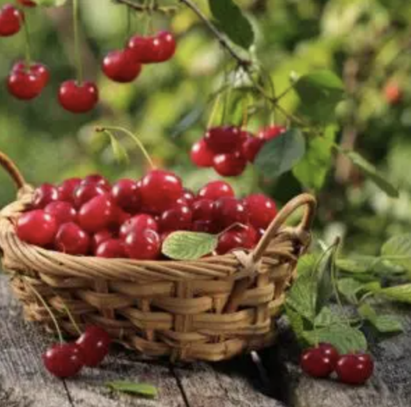 Freeze Dried Cherry Powder Supplier