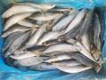 BQF Pacific Mackerel 100-200G 200-300G 300-500G