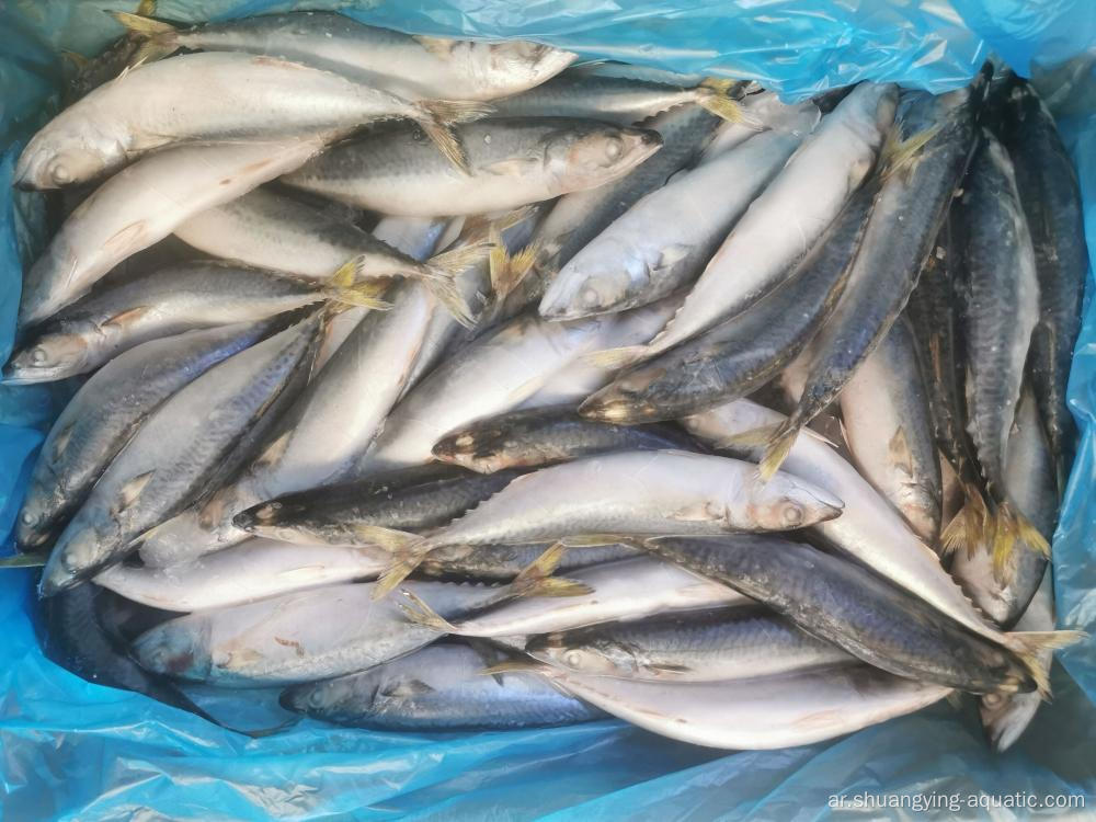 Mackerel Pacific Frozen 150-200g 60-80pcs Fish