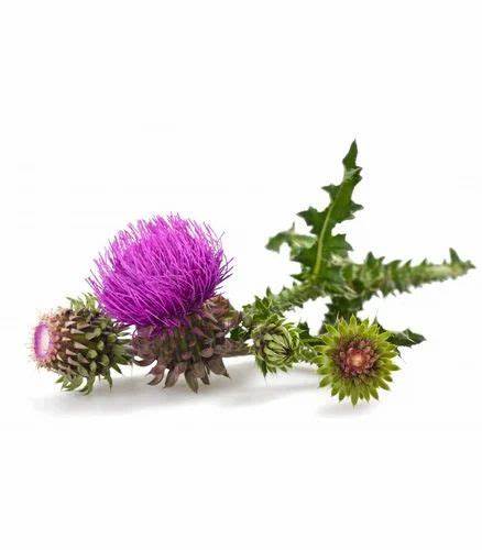 Milk Thistle Extract Silymarin