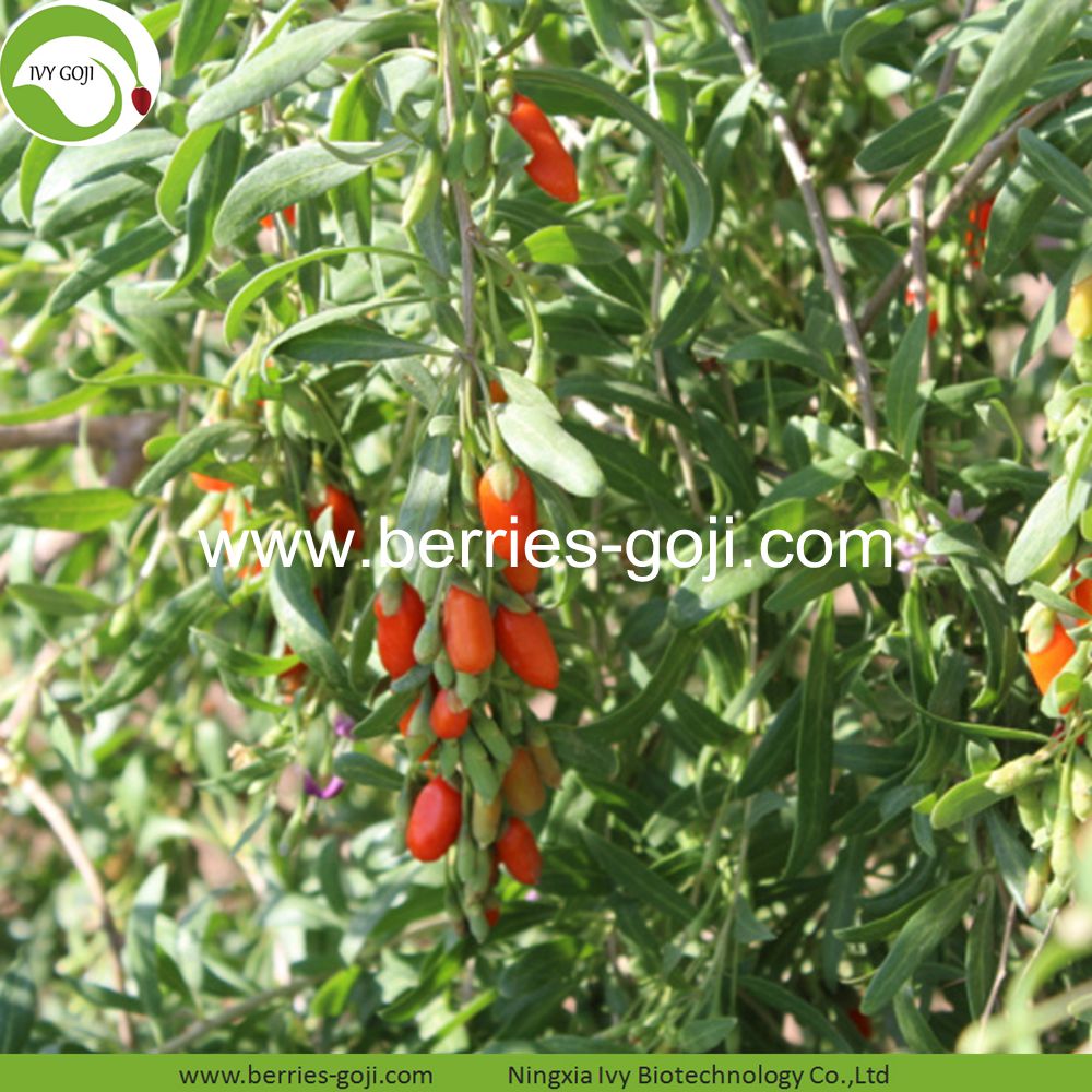 goji berry