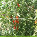 Perdre du poids Fruit Nutrition naturelle tibétaine Goji Berry