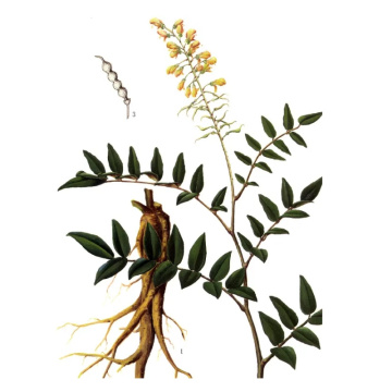 Organic Sophora Tonkinensis Extract for Herbal Wellness Products