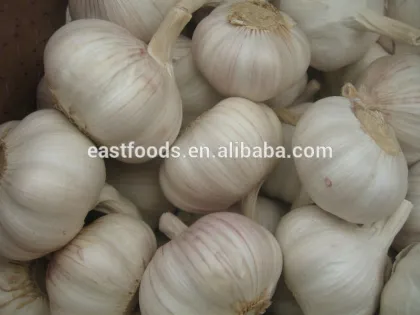 Fresh White Garlic
