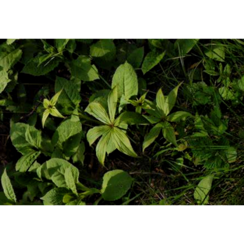 Paris Polyphylla Extract
