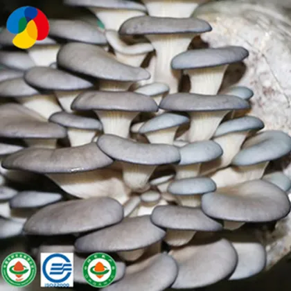 Farm organic fruitwood grey oyster mushroom spawn