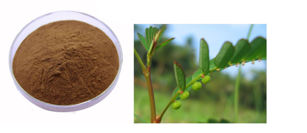 Chanca-piedra-Extrakt Chanca piedra extract