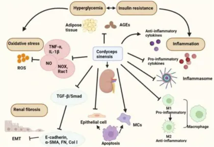 cordyceps sinensis mycelium extract fruiting body