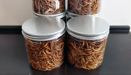 high protein mealworm for parrot