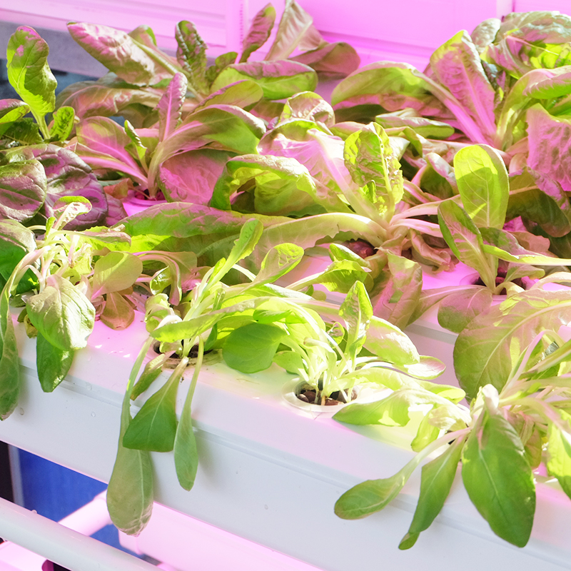 NFT Hydroponic System for home with led