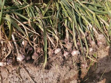 Best Quality 2020 Normal White Garlic