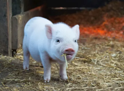 Calcium Phosphorus Feed Additive DCP18%