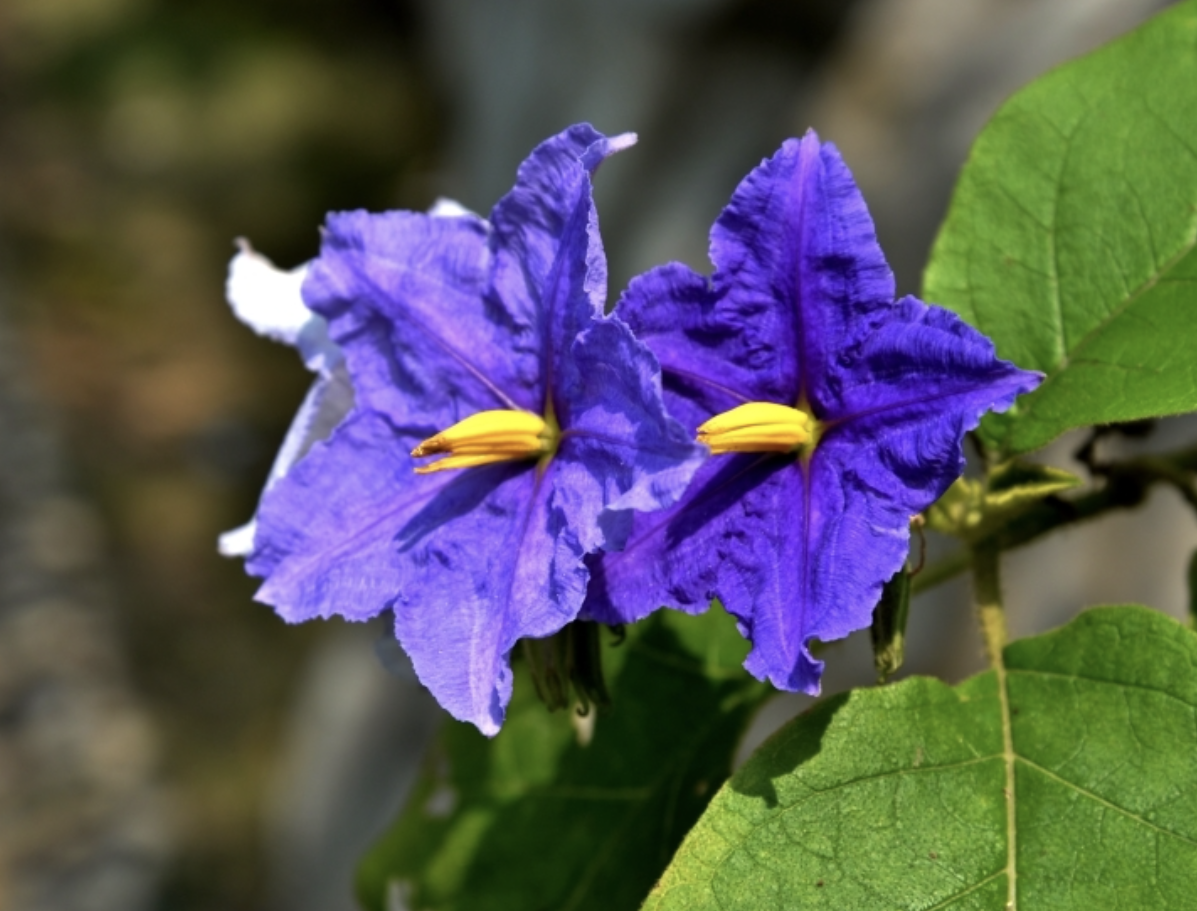 Botanical Extract Supplier