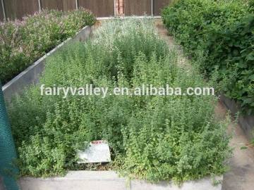 High Quality Mint Seeds Mentha Piperita Seeds For Growing