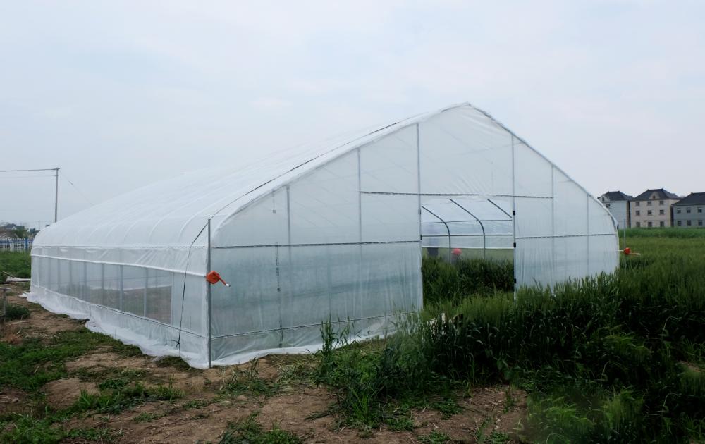 Single tunnel greenhouse plastic shed for vegetables