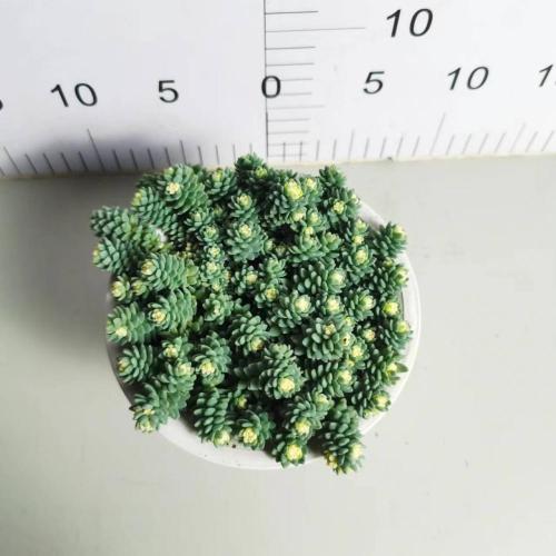 Crassulaceae for Sale good price Sedum living plants factory Factory