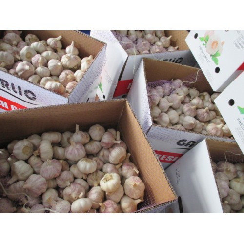 Buy Best Quality Fresh Garlic