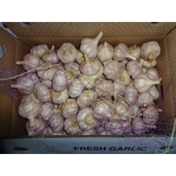 2020 Best Quality Regular White Garlic