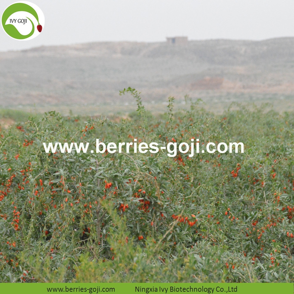 التموين التغذية الفواكه الجافة سوبر الغذاء Wolfberries