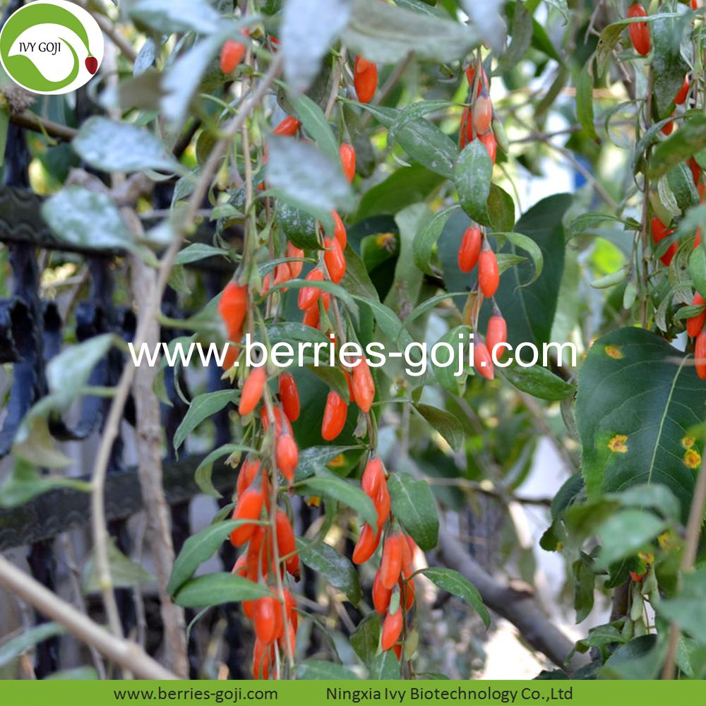 goji berry